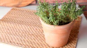 9 Tips for Growing Thyme in Pots or Containers