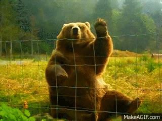 Waving Bear Gif