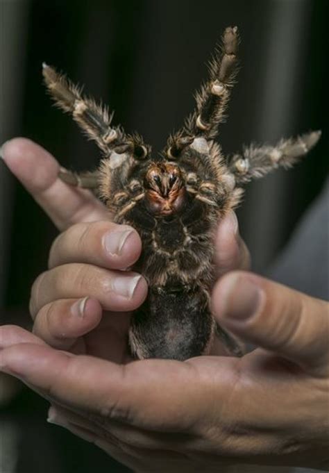 Hairy, scary tarantulas don't spook loyal owners - The San Diego Union-Tribune