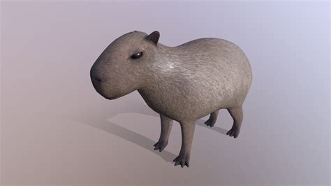 Capybara - Download Free 3D model by Rectus [445b5a9] - Sketchfab