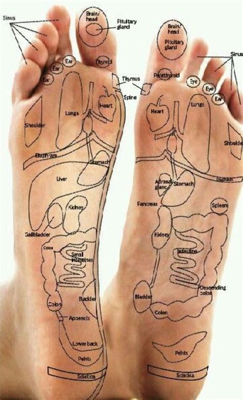 Reflexology Pressure Points, Healing Reflexology, Reflexology Chart, Reflexology Essential Oils ...