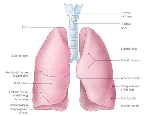 Lung Lobes Diagram