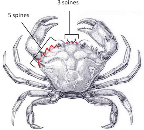 European Green Crab - Mayne Island Conservancy