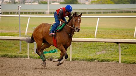 Gulfstream Park Racing and Casino in Hallandale Beach, Florida | Expedia