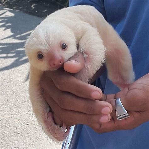 A white sloth! : r/RealLifeShinies