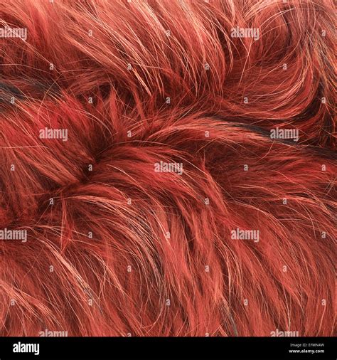 Red fur texture Stock Photo - Alamy