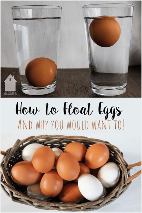 How to Float Eggs - As For Me and My Homestead