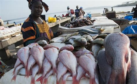 Sierra Leone fish now as precious ‘as diamonds’ – Fisheries Committee for the West Central Gulf ...