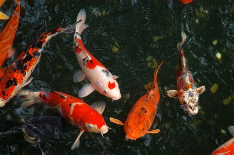 Pond fish, which species, feeding and health | Velda