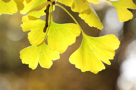 Gingko Leaves Branch - Free photo on Pixabay - Pixabay