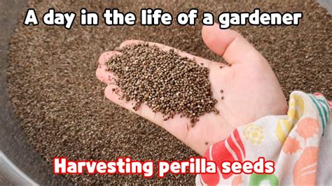 Harvesting perilla seeds | 들깨 수확하는 법 | A day in the life of a gardener - YouTube