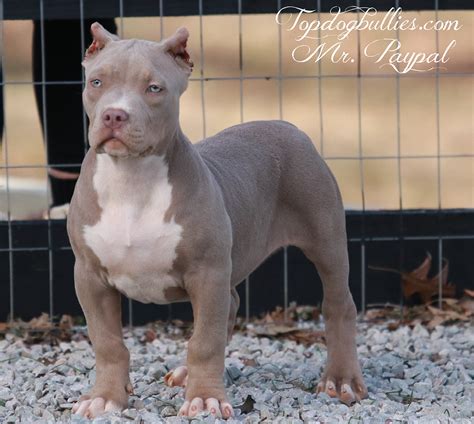 XL XXL American Bully Pitbull Puppies for Sale in Texas