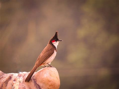 A bulbul bird - PixaHive