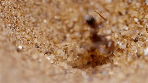 Spectacular footage of desert ants versus antlion death traps - Boing Boing