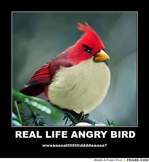 Funny Bird Quotes. QuotesGram