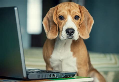 Will Bringing Your Pet To Work Make Your More Productive?