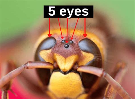 How Many Eyes Does a Bee Have? (& How Far Can a Bee See?) - LearnBees