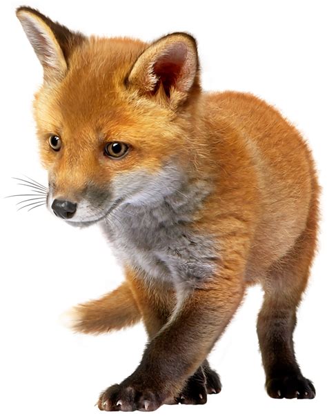 baby fox clipart no background 10 free Cliparts | Download images on Clipground 2024