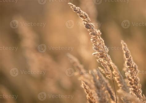 Wild field of grass on the golden sunset 17565020 Stock Photo at Vecteezy