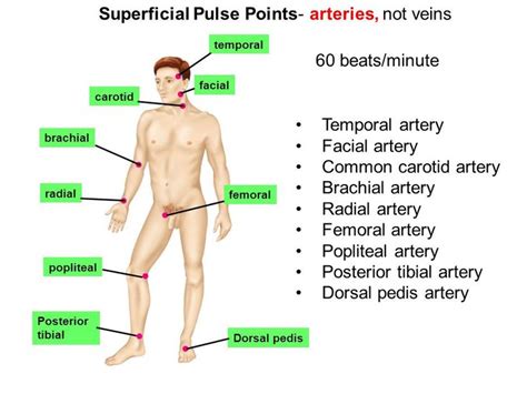 Major Pulse Points In The Body - 960x720 - jpeg | Pulse points, Brachial, Body