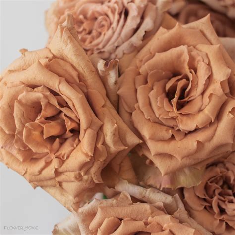 Tan Toffee Roses | Bulk Fresh DIY Wedding Flowers | Flower Moxie