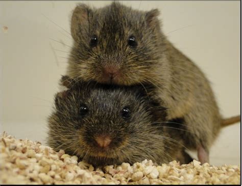 Prairie vole - Alchetron, The Free Social Encyclopedia