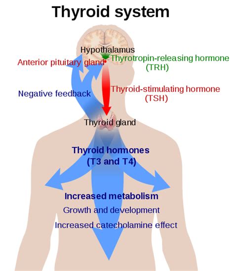 Thyroid Disorders - Symptoms - HubPages