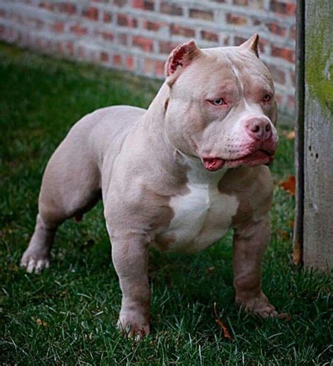 Pretty | Bully dog, Bully breeds dogs, Cute baby animals