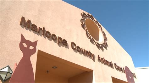 200 animals over capacity at Maricopa County shelter | 12news.com