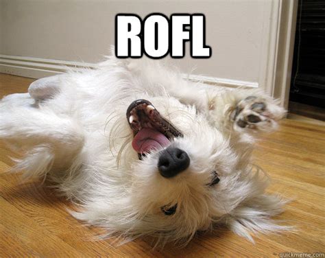 rofl - ROFL Dog - quickmeme