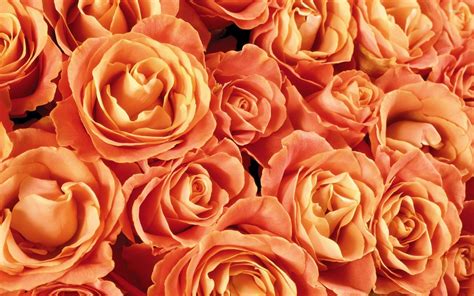 Orange Flowers Wallpapers - Top Free Orange Flowers Backgrounds - WallpaperAccess