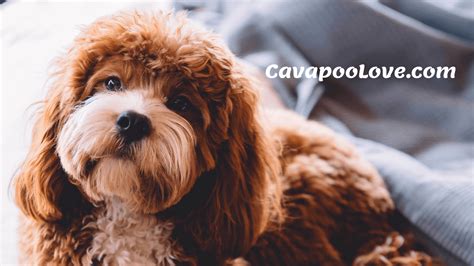 Cavapoo Breeders - CavapooLove