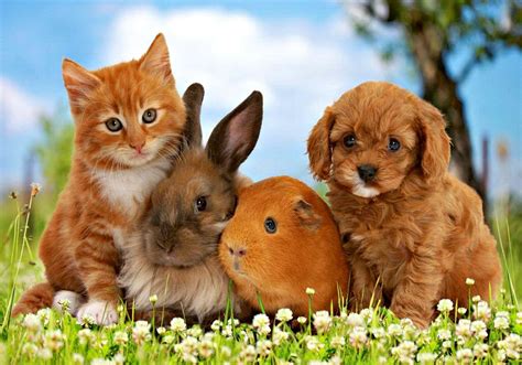 Kitten and Puppy Wallpapers - Top Free Kitten and Puppy Backgrounds - WallpaperAccess