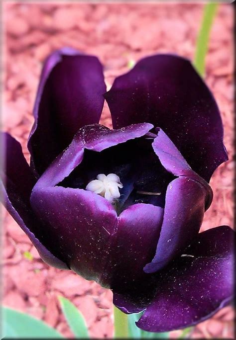 Dark purple Tulip | Hometalk