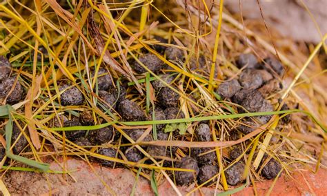 Porcupine Poop: Everything You’ve Ever Wanted to Know