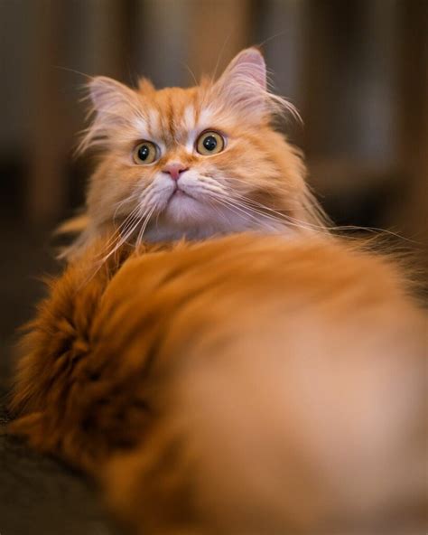 Ginger Persian Cat: Have you seen one? - Feline Paws