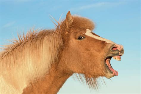 Icelandic Horse With Mouth Open, Iceland Photograph by Carol Walker / Naturepl.com