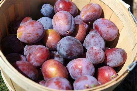 Free Images : nature, grape, farm, fall, orchard, country, summer, ripe, food, red, harvest ...