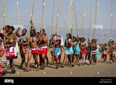 Zulu maidens deliver reed sticks to the King, Zulu Reed Dance at eNyokeni Palace, Nongoma, South ...