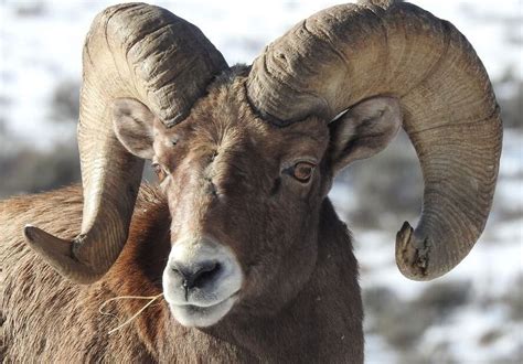 Ram vs Goat ~ Key Differences and Fun Facts - Rural Living Today