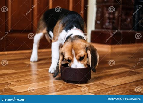 Beagle Feeding. Beagle Puppy Eating Dog Dry Food from a Bowl at Home ...