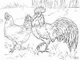 Coloring Page Of A Chicken  Home sketch template