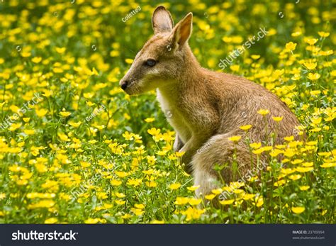 Wallaby, Small Kangaroo, Lives In East Australia Stock Photo 23709994 : Shutterstock