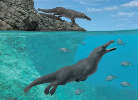 Four-legged prehistoric whale fossil found in Peru