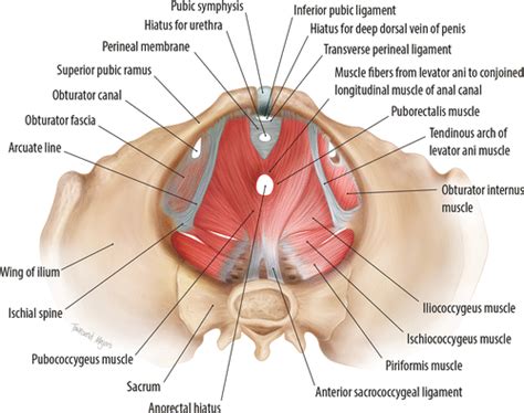 Pelvic Muscles Anatomy Male