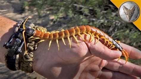 Centipede - Alchetron, The Free Social Encyclopedia