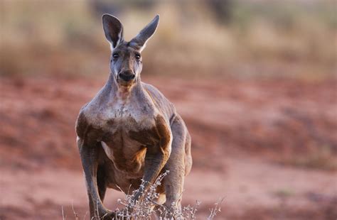 How Smart Are Kangaroos Online | lightningbikes.com