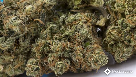 Hybrid Cannabis Strain Reviews by Medical Jane