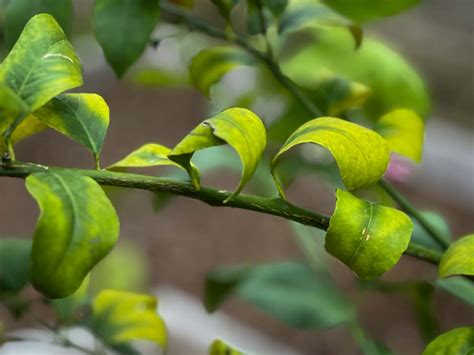 Lemon Tree Leaves Curling? Here’s What to Do About It – The Fruit Grove