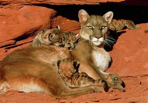 View Of A Female Mountain Lion With Her Kittens by Science Photo Library